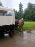 Mit Pferd und Wagen ...